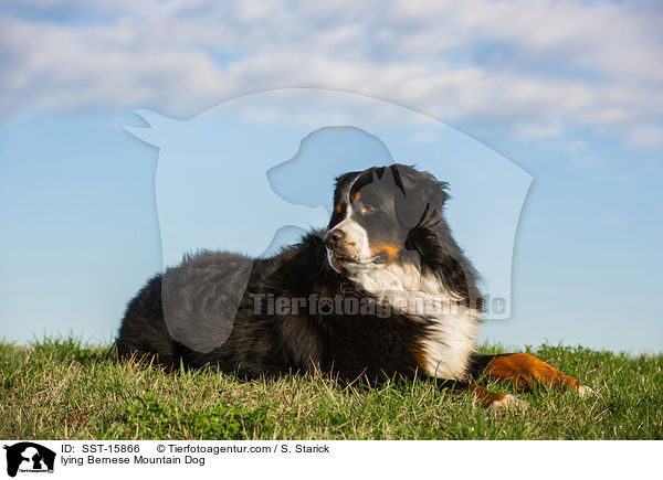 lying Bernese Mountain Dog / SST-15866