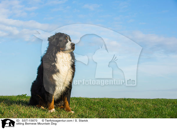 sitting Bernese Mountain Dog / SST-15870