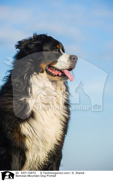 Bernese Mountain Dog Portrait / SST-15872