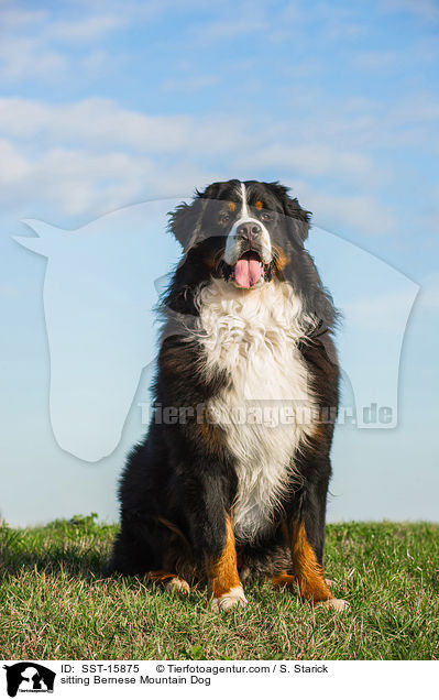 sitting Bernese Mountain Dog / SST-15875