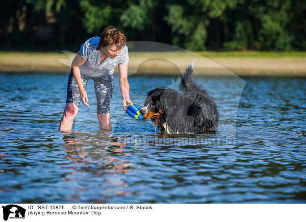 playing Bernese Mountain Dog / SST-15876