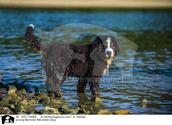 young Bernese Mountain Dog / SST-15880