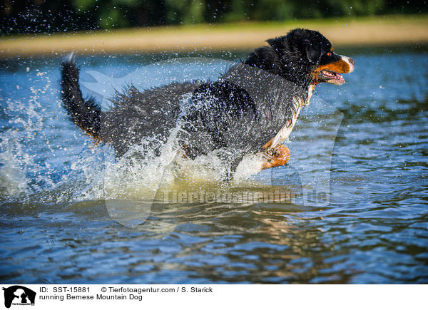 running Bernese Mountain Dog / SST-15881