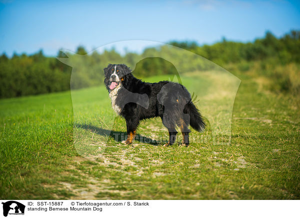 standing Bernese Mountain Dog / SST-15887
