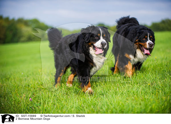 2 Bernese Mountain Dogs / SST-15889