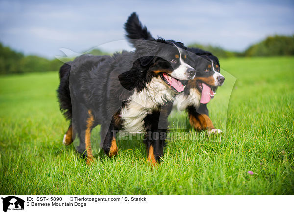 2 Bernese Mountain Dogs / SST-15890