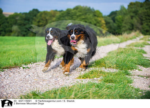 2 Bernese Mountain Dogs / SST-15891
