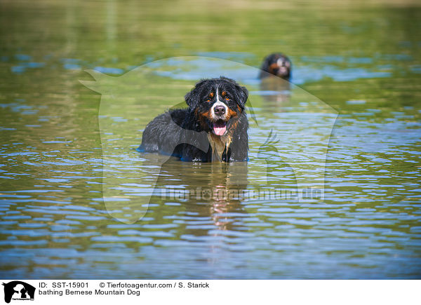 bathing Bernese Mountain Dog / SST-15901