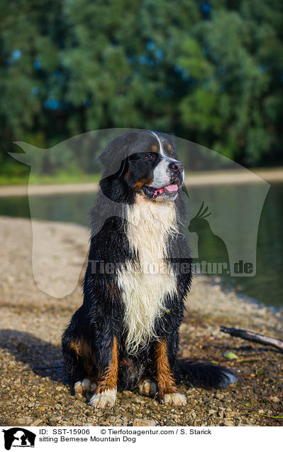 sitting Bernese Mountain Dog / SST-15906