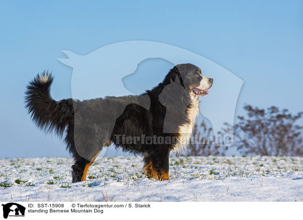 standing Bernese Mountain Dog / SST-15908