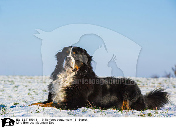 lying Bernese Mountain Dog / SST-15911