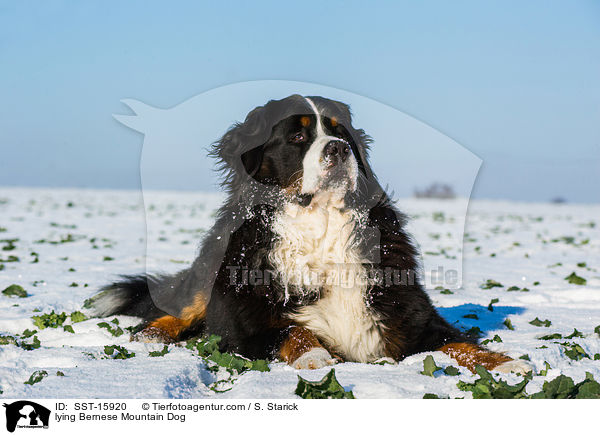 lying Bernese Mountain Dog / SST-15920