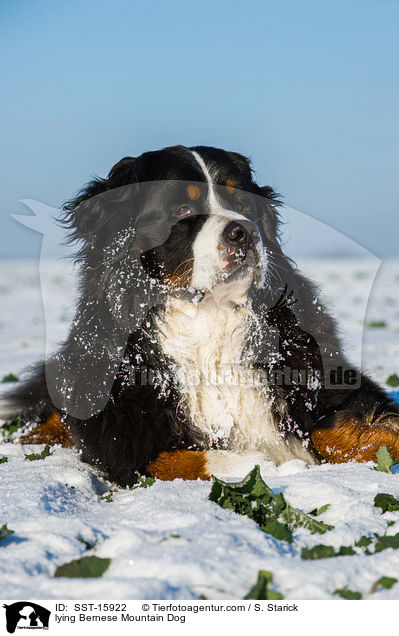 lying Bernese Mountain Dog / SST-15922