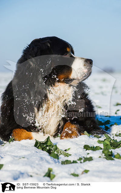 lying Bernese Mountain Dog / SST-15923