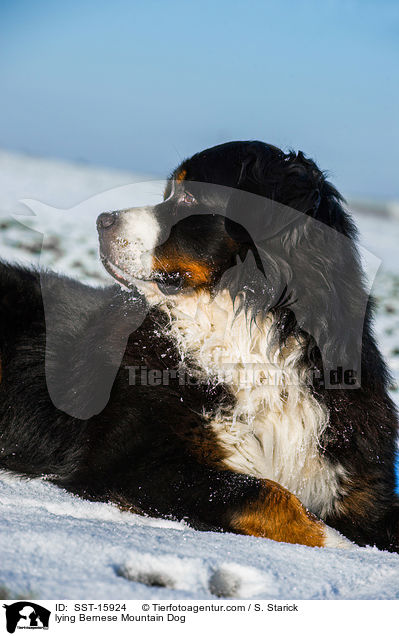 lying Bernese Mountain Dog / SST-15924