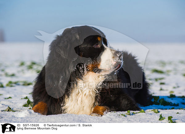 lying Bernese Mountain Dog / SST-15926