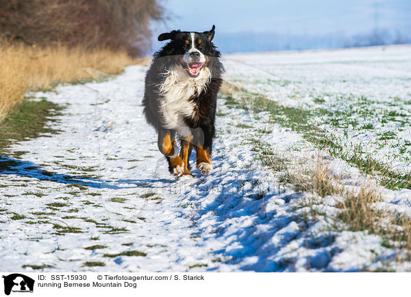 running Bernese Mountain Dog / SST-15930