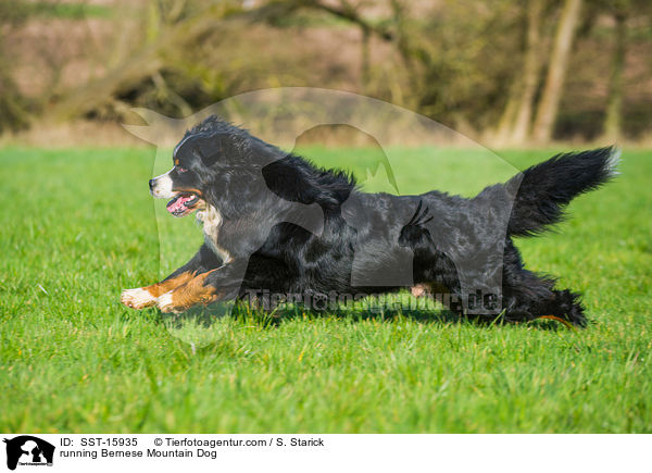 running Bernese Mountain Dog / SST-15935