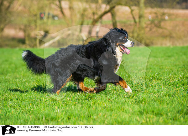 running Bernese Mountain Dog / SST-15936