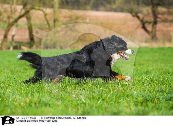 running Bernese Mountain Dog / SST-15938