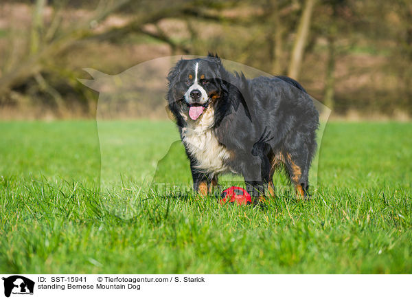 standing Bernese Mountain Dog / SST-15941