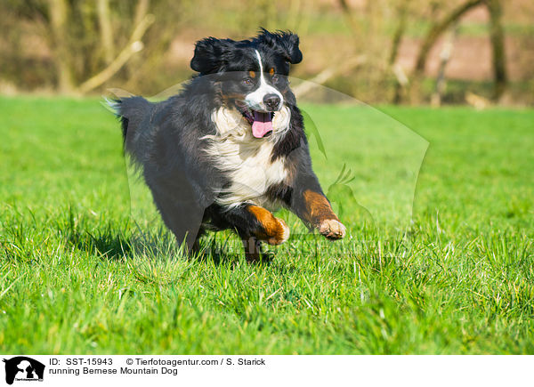 running Bernese Mountain Dog / SST-15943