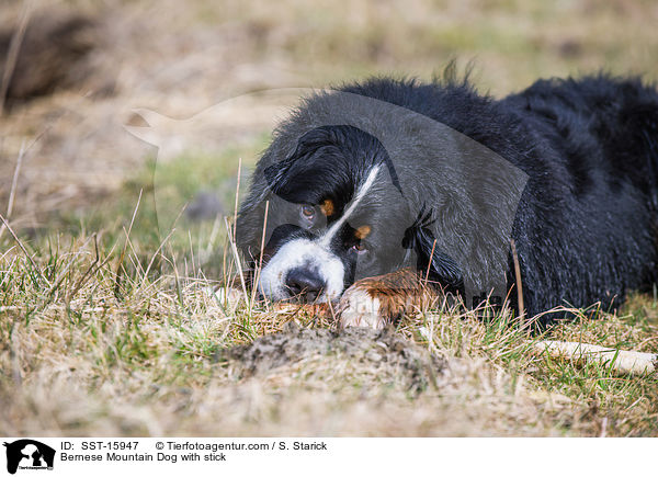 Bernese Mountain Dog with stick / SST-15947