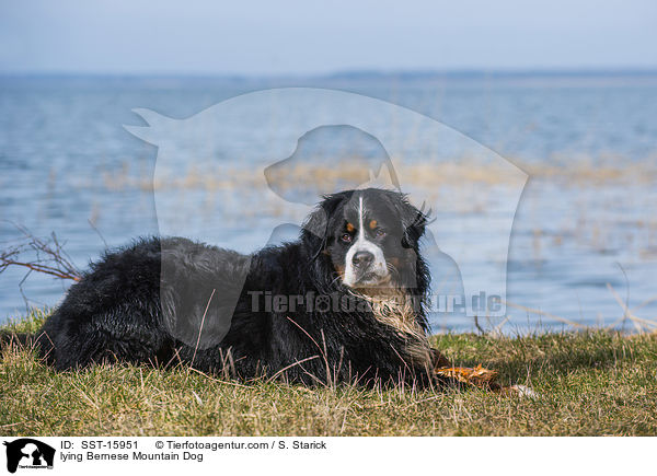 lying Bernese Mountain Dog / SST-15951