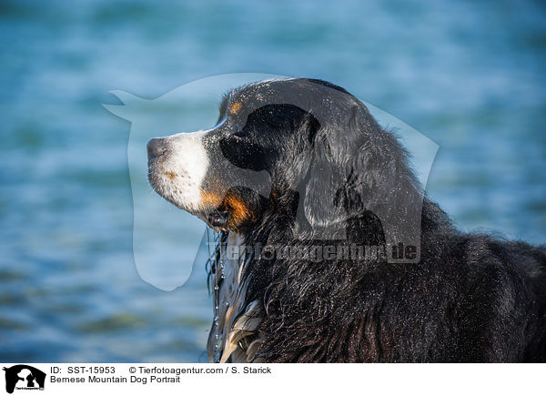 Bernese Mountain Dog Portrait / SST-15953