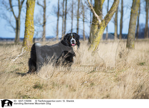 standing Bernese Mountain Dog / SST-15956