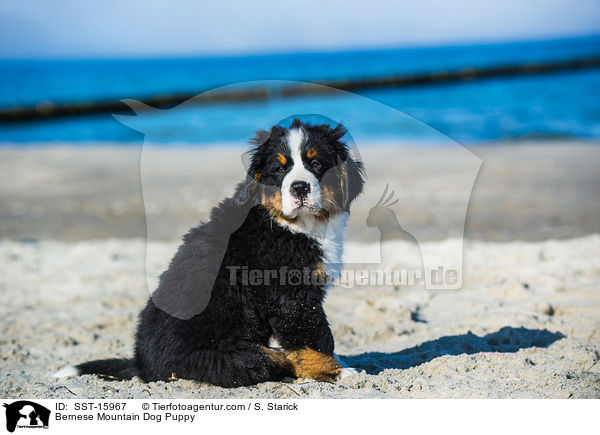 Bernese Mountain Dog Puppy / SST-15967