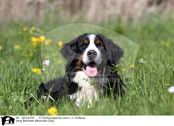 lying Bernese Mountain Dog / JH-23100