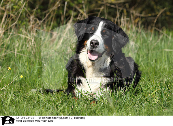 lying Bernese Mountain Dog / JH-23108