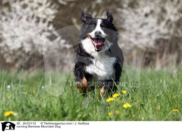 running Bernese Mountain Dog / JH-23112