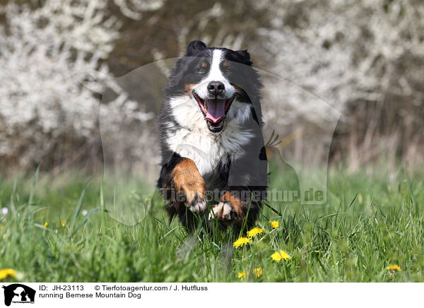 running Bernese Mountain Dog / JH-23113