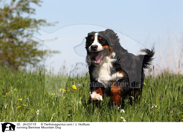 running Bernese Mountain Dog / JH-23115