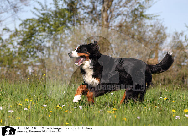 running Bernese Mountain Dog / JH-23116
