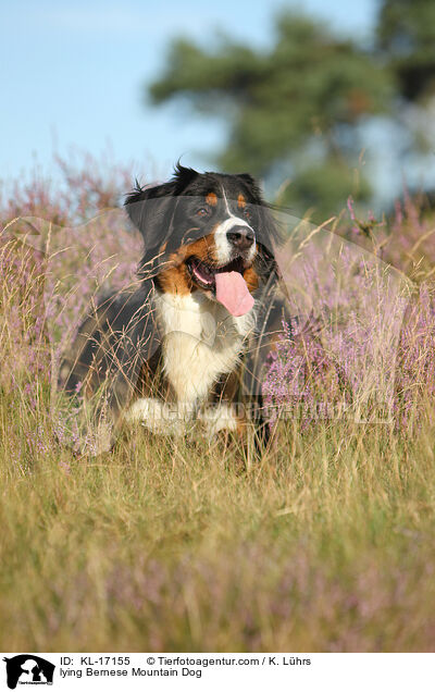 lying Bernese Mountain Dog / KL-17155