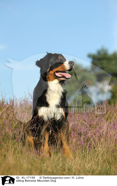 sitting Bernese Mountain Dog / KL-17156