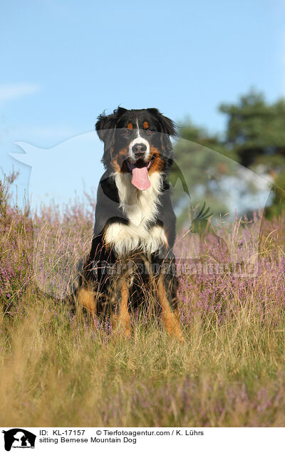 sitting Bernese Mountain Dog / KL-17157