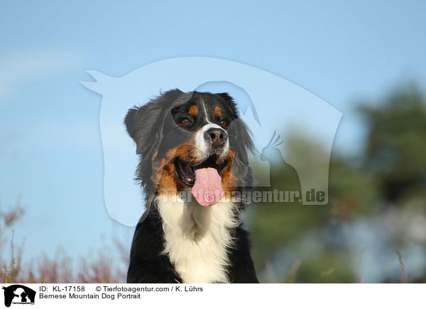 Bernese Mountain Dog Portrait / KL-17158