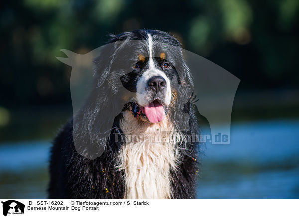 Bernese Mountain Dog Portrait / SST-16202