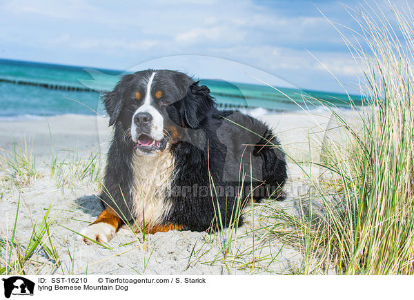 lying Bernese Mountain Dog / SST-16210