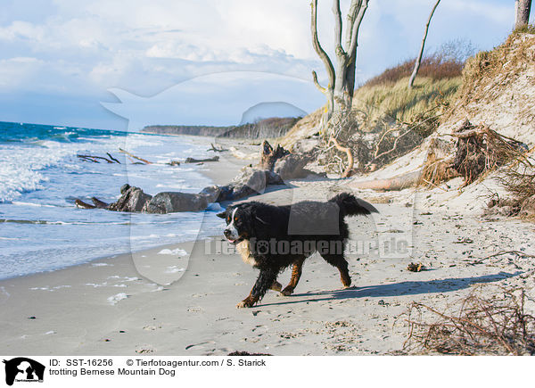 trotting Bernese Mountain Dog / SST-16256