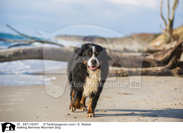 walking Bernese Mountain Dog / SST-16257