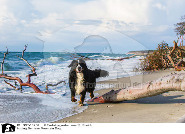 trotting Bernese Mountain Dog / SST-16258