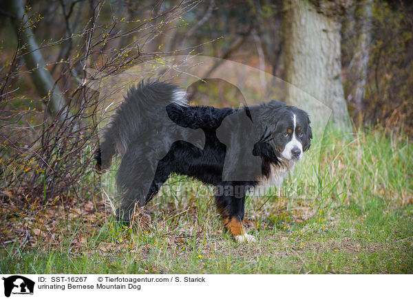 urinating Bernese Mountain Dog / SST-16267
