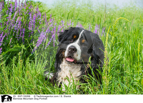 Bernese Mountain Dog Portrait / SST-16268