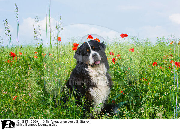 sitting Bernese Mountain Dog / SST-16269
