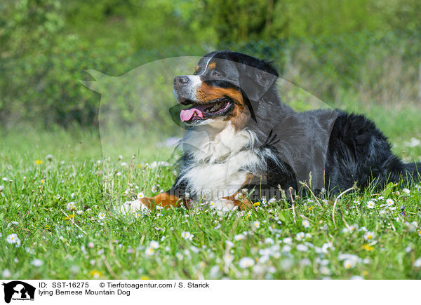 lying Bernese Mountain Dog / SST-16275